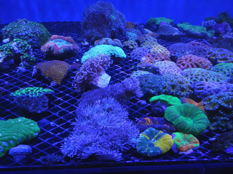 El cultivo de los arrecifes de coral podría abrir una nueva vía para la bioeconomía del océano, y asegurar una mayor protección de estos importantes ecosistemas