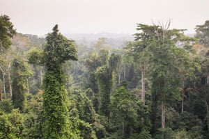 Selva tropical cerca de Cape Coast en Ghana.