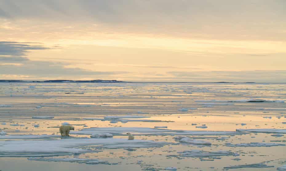 Un oso polar y su cachorro frente a Svalbard, Noruega. Los osos polares son llevados tierra adentro a medida que el calentamiento global derrite el hielo marino más rápido, lo que aumenta las posibilidades de conflicto con los humanos.