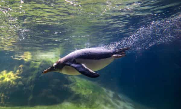 Un pingüino gentoo nadando en un acuario zoológico.