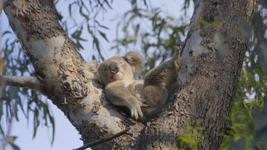 Se están utilizando algoritmos de inteligencia artificial para analizar imágenes de video e identificar koalas en estado salvaje en Australia.