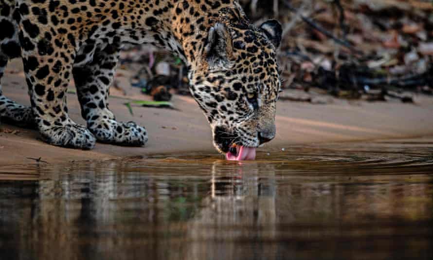 Un jaguar bebe agua en Porto Jofre, Brasil.
