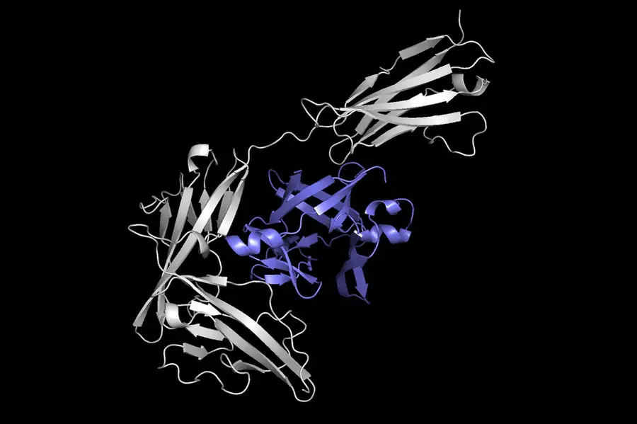 Esta imagen muestra una proteína (en gris) acoplada con otra proteína (en púrpura) para formar un complejo proteico.