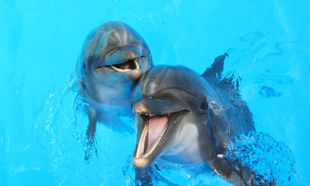 dos delfines en una piscina
