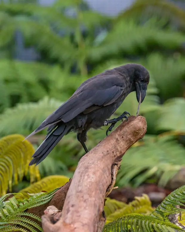 un cuervo hawaiano usando una ramita para enganchar larvas de una rama de árbol