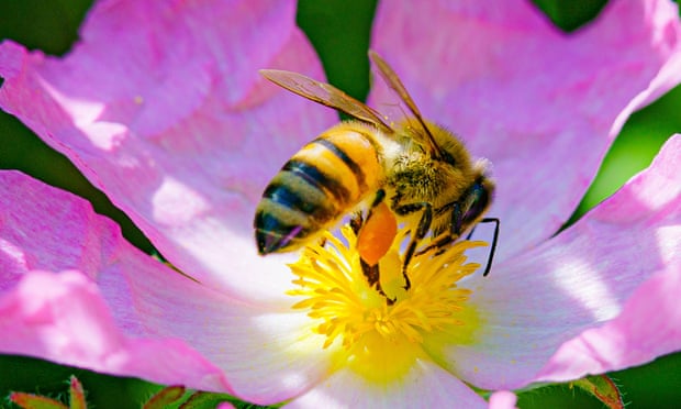 una abeja de miel en una flor de rosa de perro