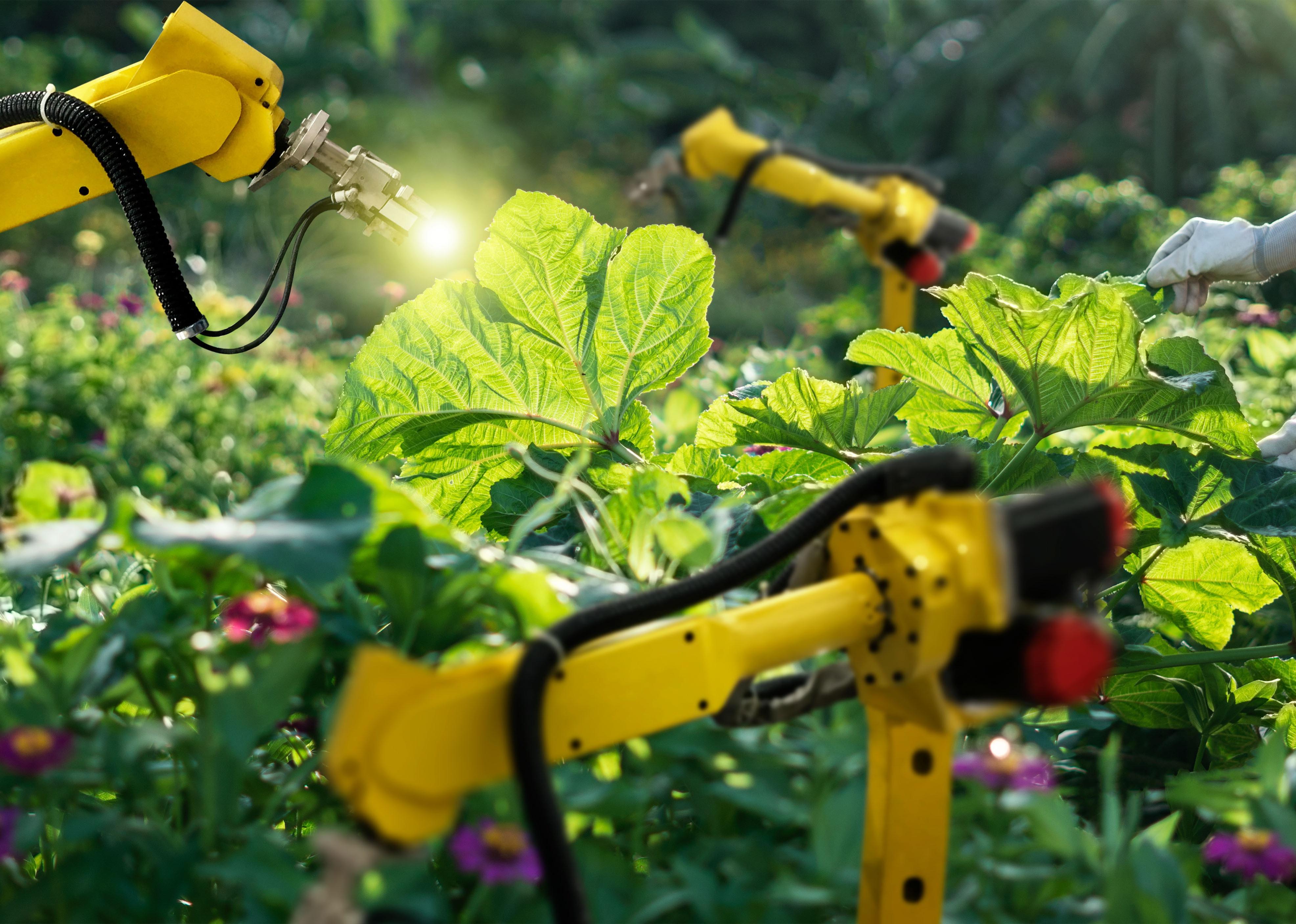 Robots inteligentes trabajando en fertilización y polinización.